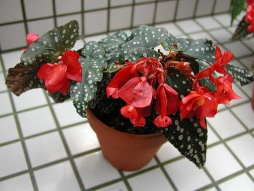 B. ‘Raichou’